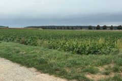 17-Blick-ins-Feld