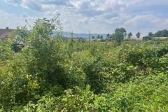 Bild-1