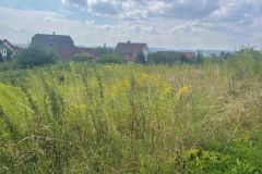 Bild-5