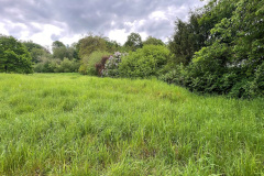 58-Wiese-Bild-2
