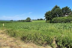 38Umgeben-von-Wald-und-Wiesen